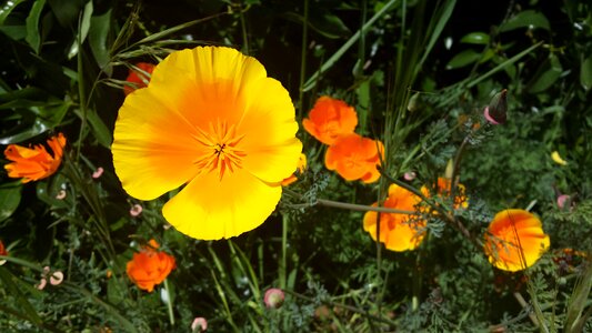 Petal nature bright