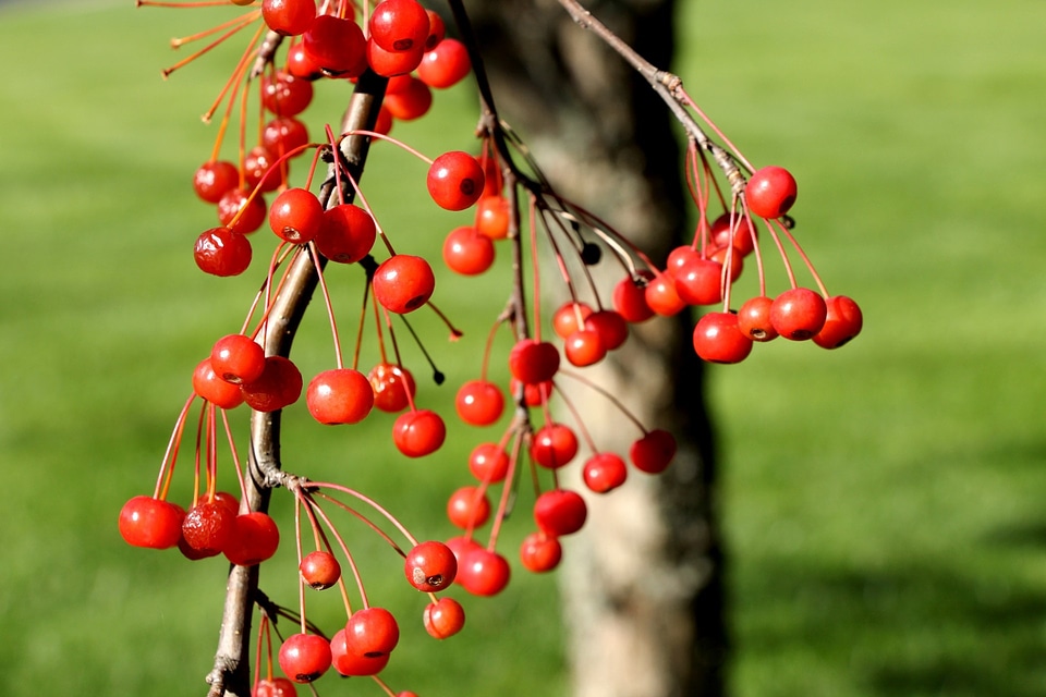 Berries red berries season