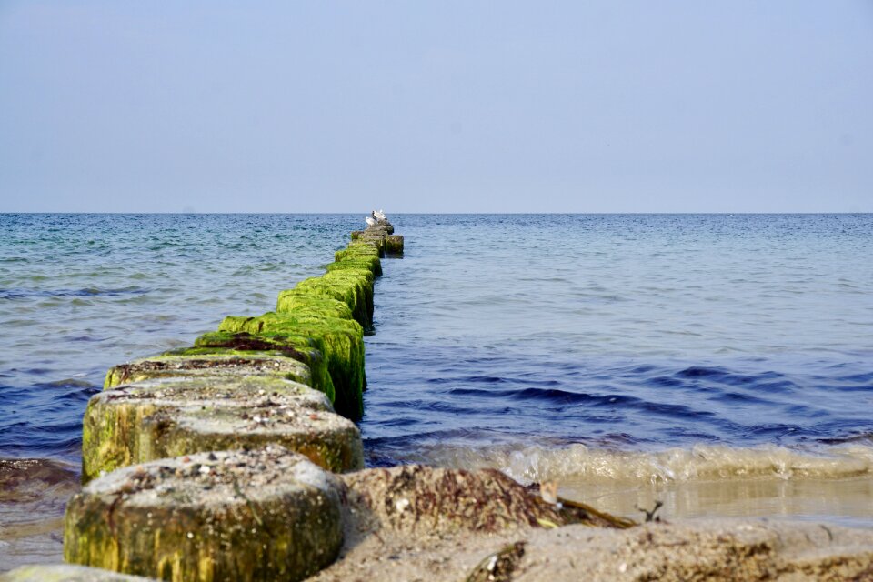Beach baltic sea seagull