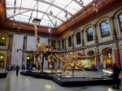 Museum berlin natural history