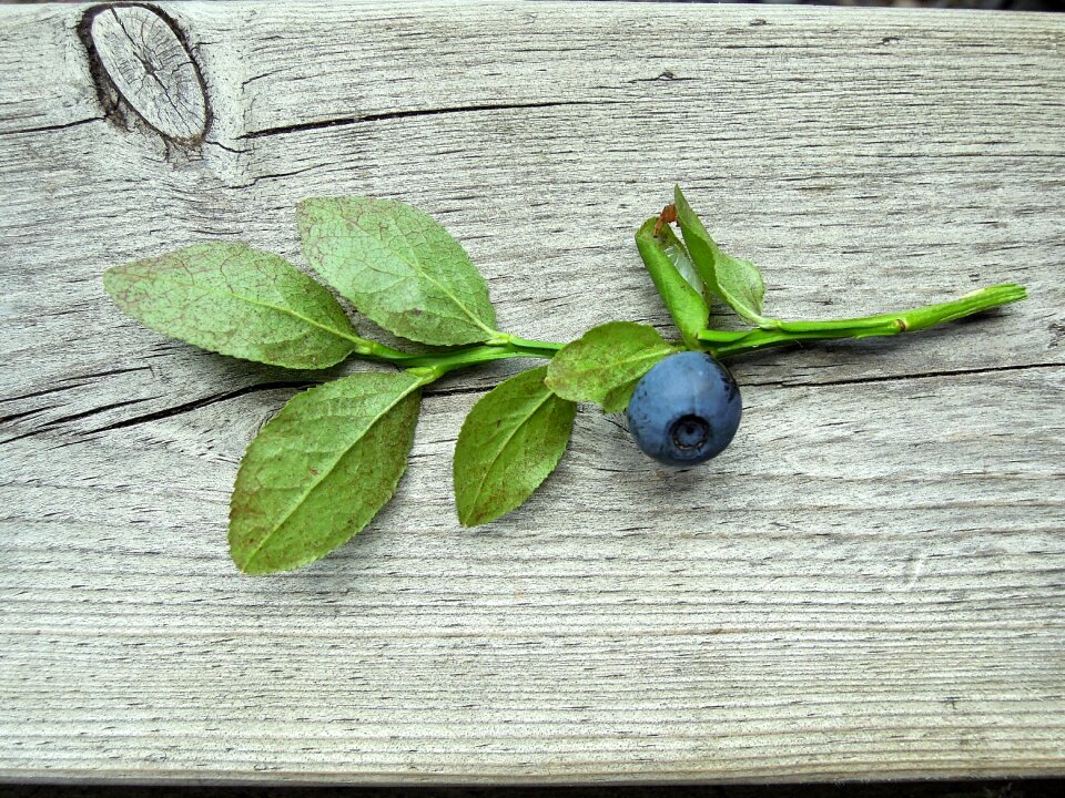 Wild berry twig berry