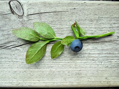 Wild berry twig berry photo