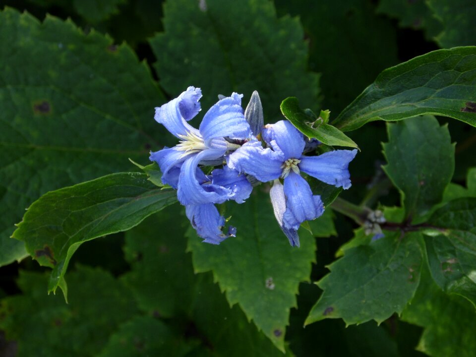 Blue petals nature