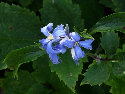 Blue petals nature photo