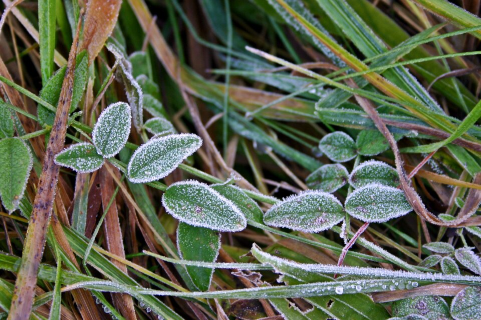 Cool leaf nature
