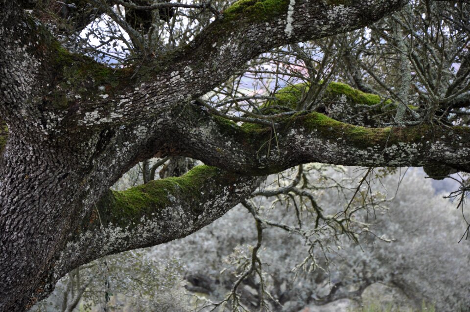 Encina autumn tree