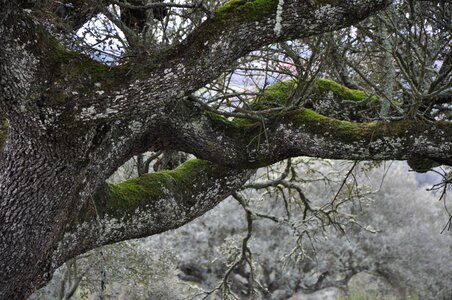 Encina autumn tree