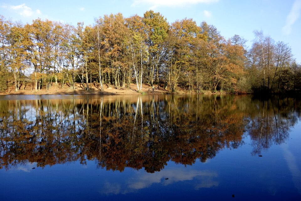 Mirroring trees bank photo