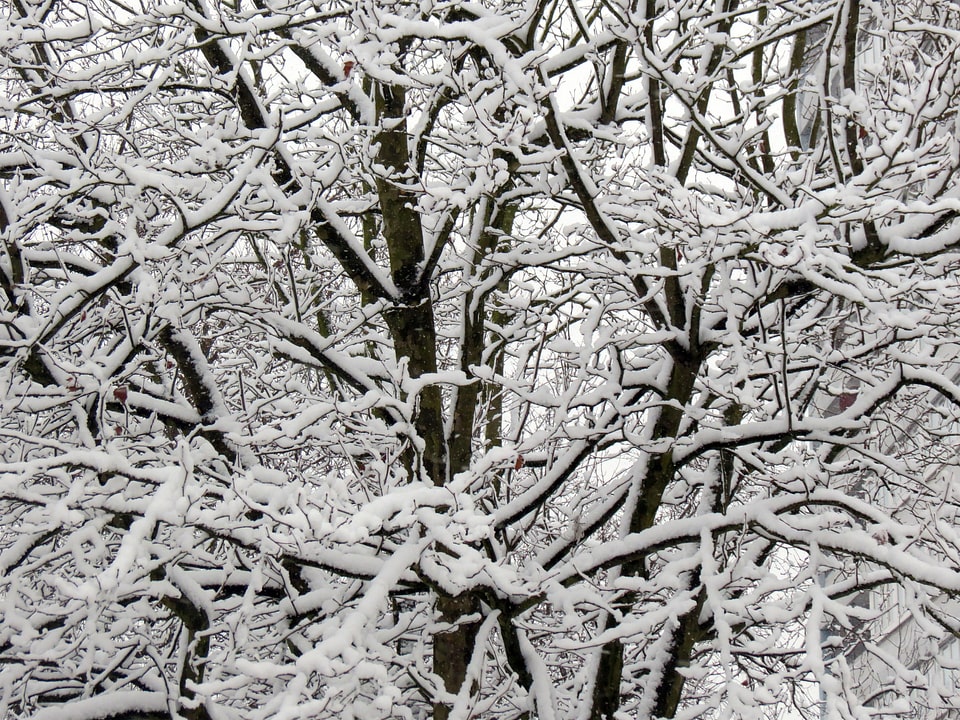 Snowy wintry winter magic