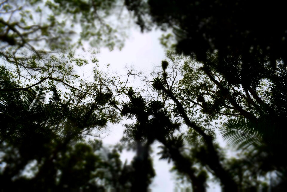 Brazilian atlantic forest devil's cave nature
