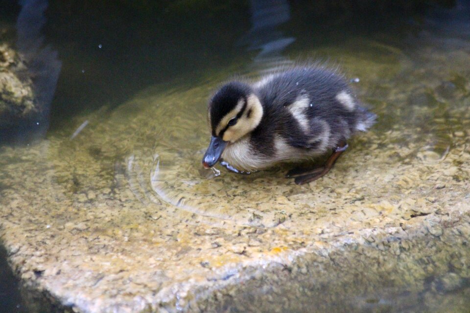 Feathered race duck water