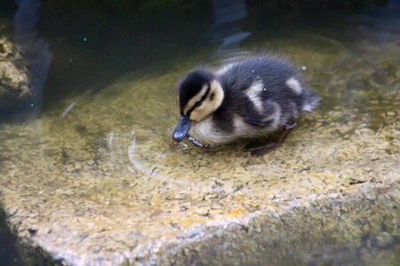 Feathered race duck water photo