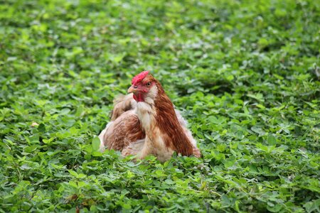 Field farm aimagro
