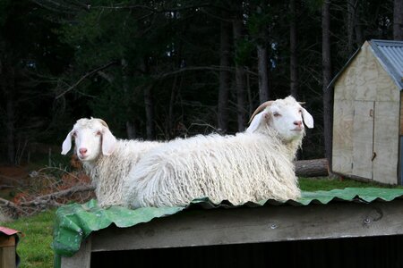 Animal farm fun
