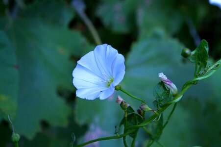 Bloom plant garden