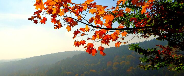 Nature collapse colorful leaves