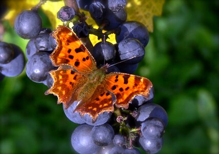 Autumn grapes autumn mood