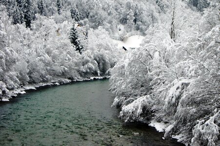 Snowy river winter bushes