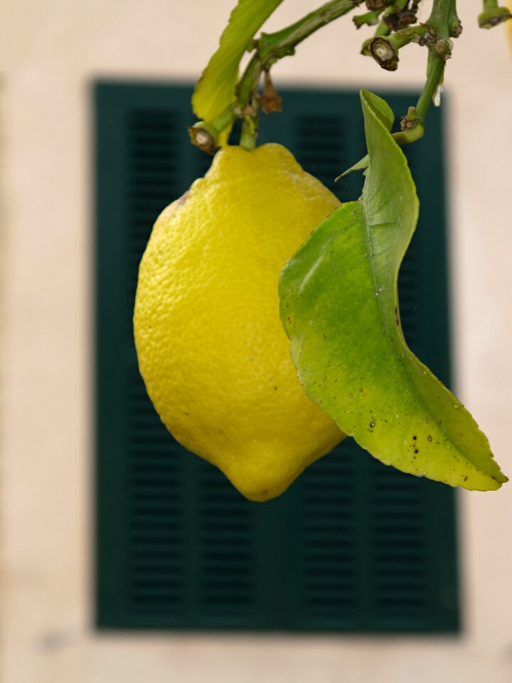 Fruit tree lemon