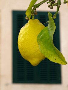 Fruit tree lemon