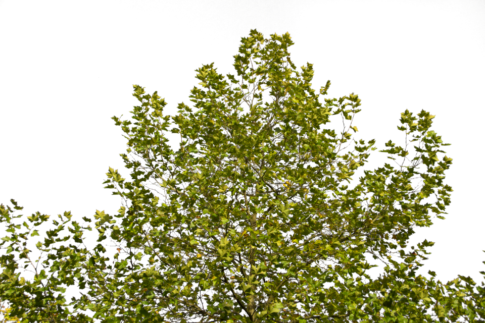 Plant tree branches foliage