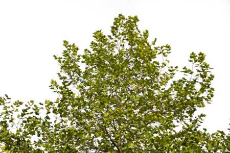 Plant tree branches foliage