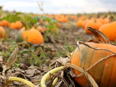 October halloween thanksgiving