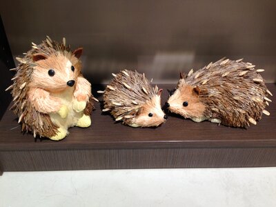 Animals hedgehogs land animals