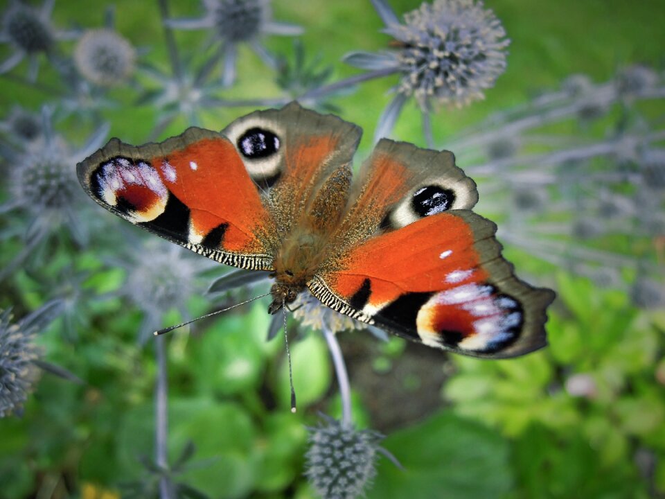 Garden animals bug photo