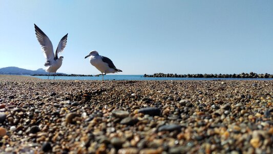 Wild animal natural a sunny day