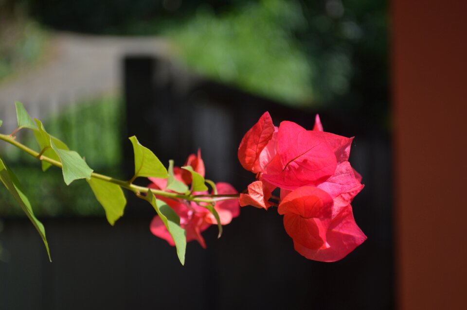 Plant spring blossom