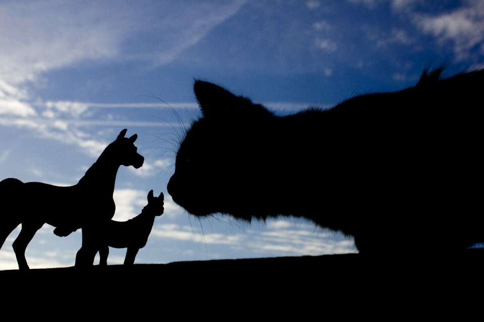 Perspective cat horses