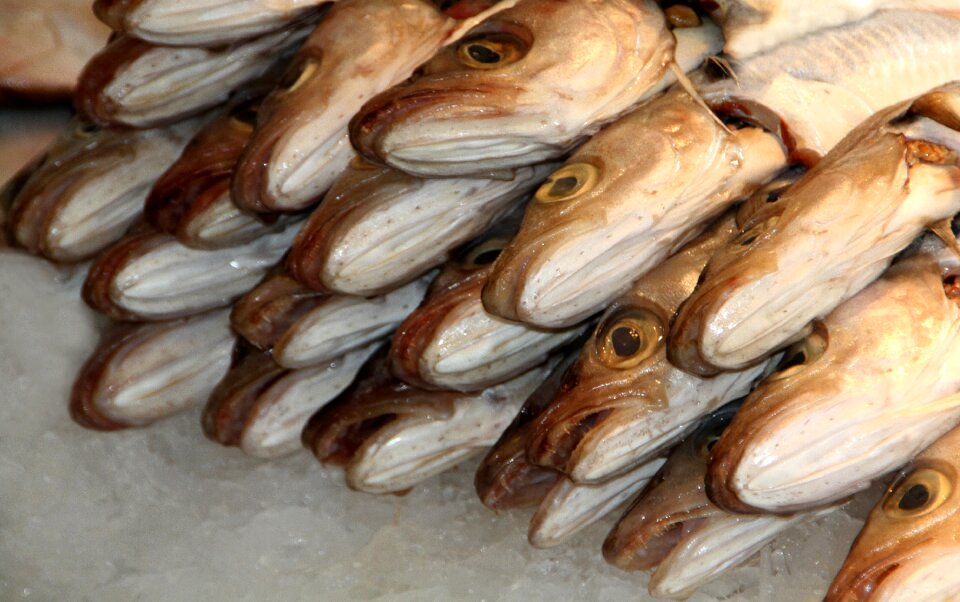 Fishermen fishing fish market photo