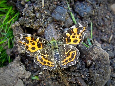 Nature garden bug