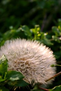 Meadow pointed flower close up