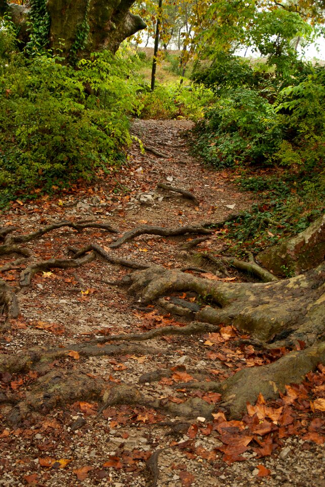 Roots undergrowth leaves