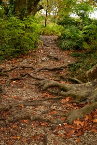Roots undergrowth leaves