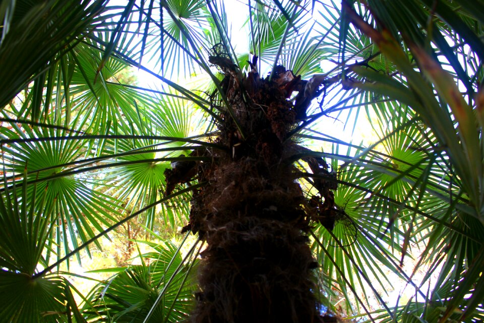 Green tree palm tree