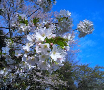 Wild cherry spring otsu park photo