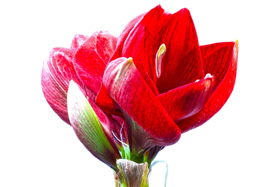 Flower plant botany