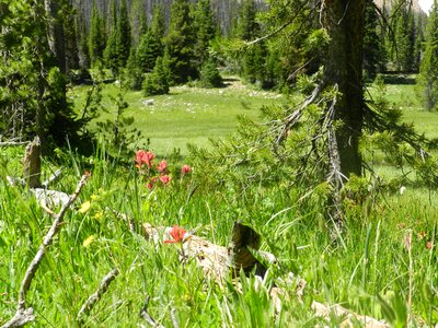 Green summer forest