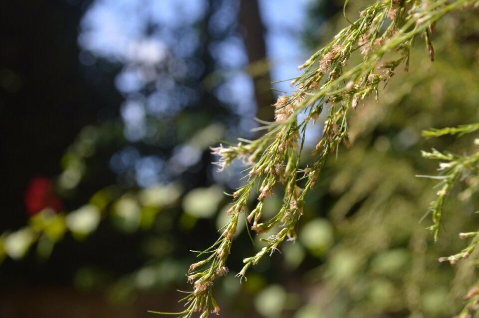 Morning natural plant