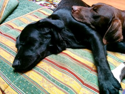 Coat labrador pointer