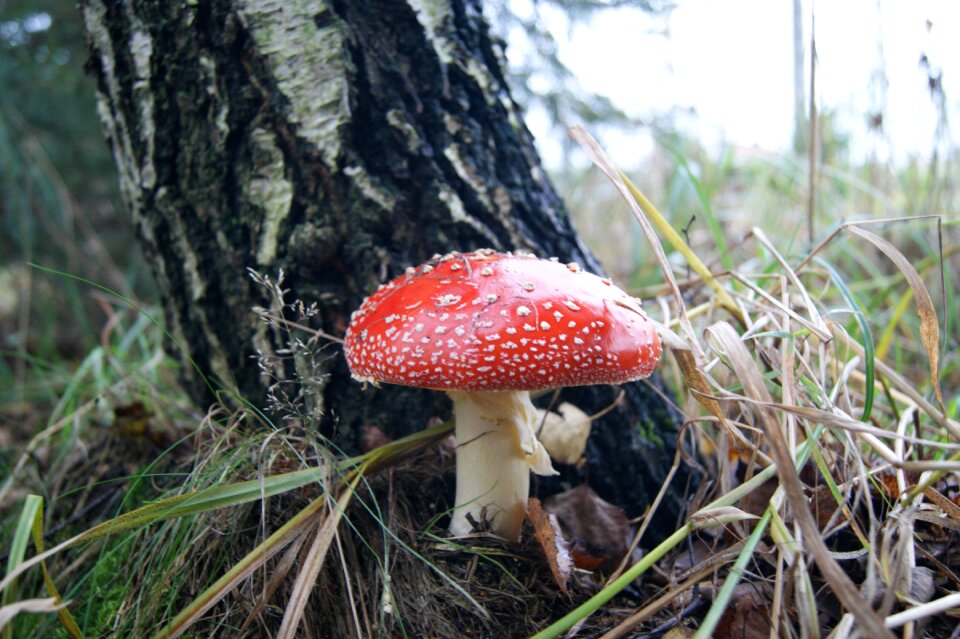Fly agaric red nature poisonous