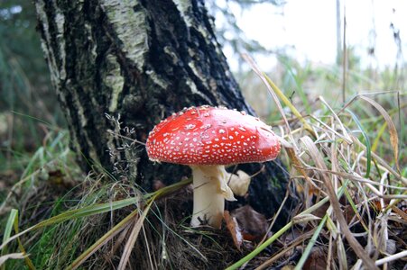 Fly agaric red nature poisonous photo