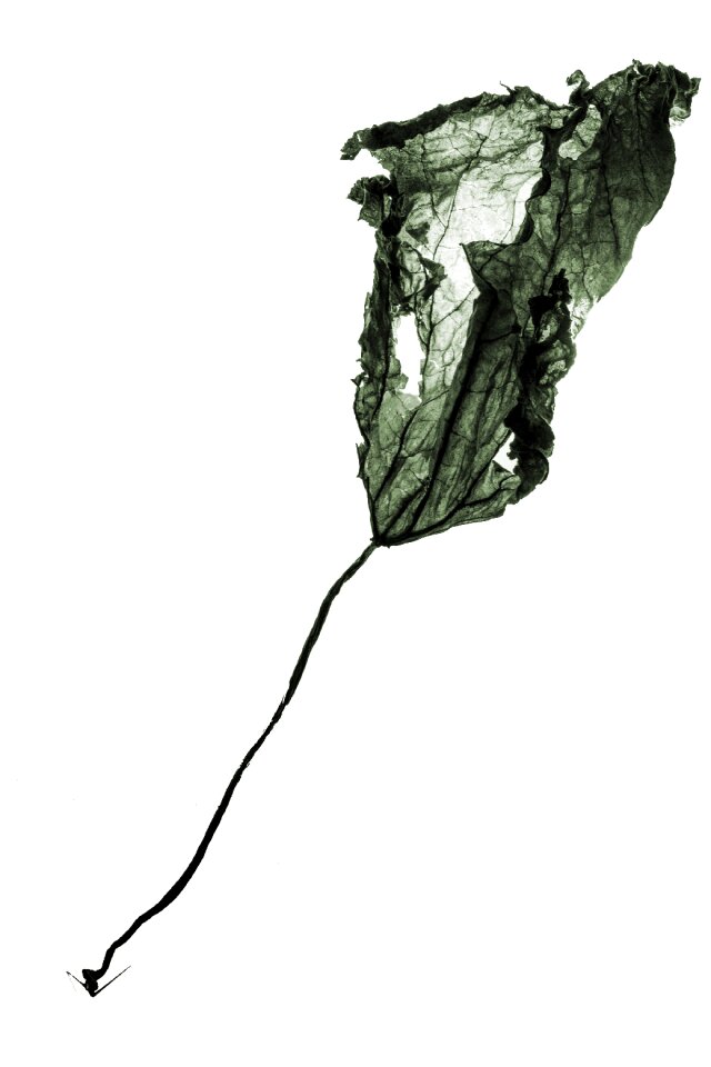 Still life the leaves silhouette