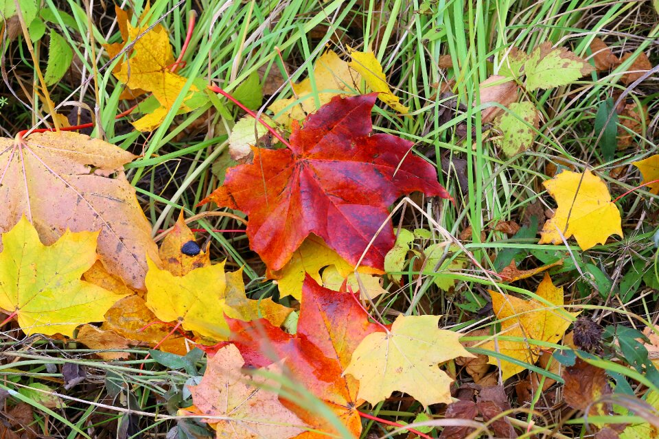 Beauty yellowed sheet maple leaf