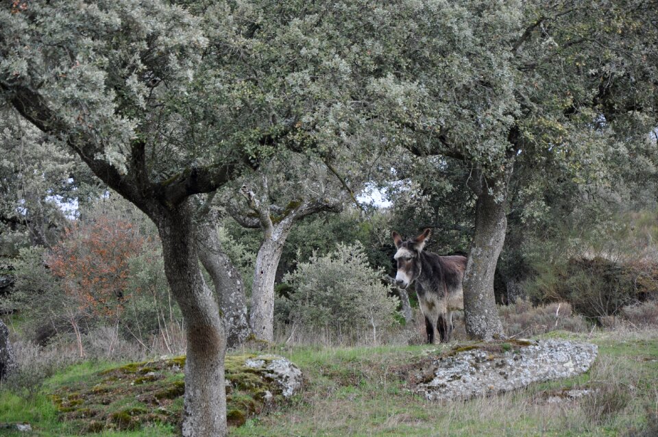 Encina donkey nature