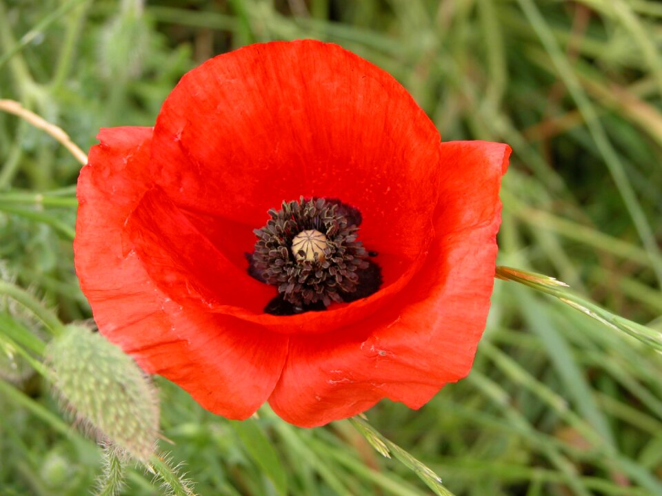 Flower poppy nature