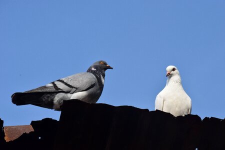 Dove loyalty dong nai province